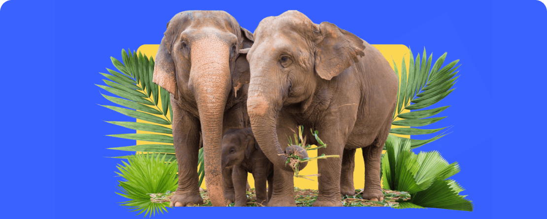 PrimeXBT向泰国的拯救大象基金会（Save Elephant Foundation）捐款