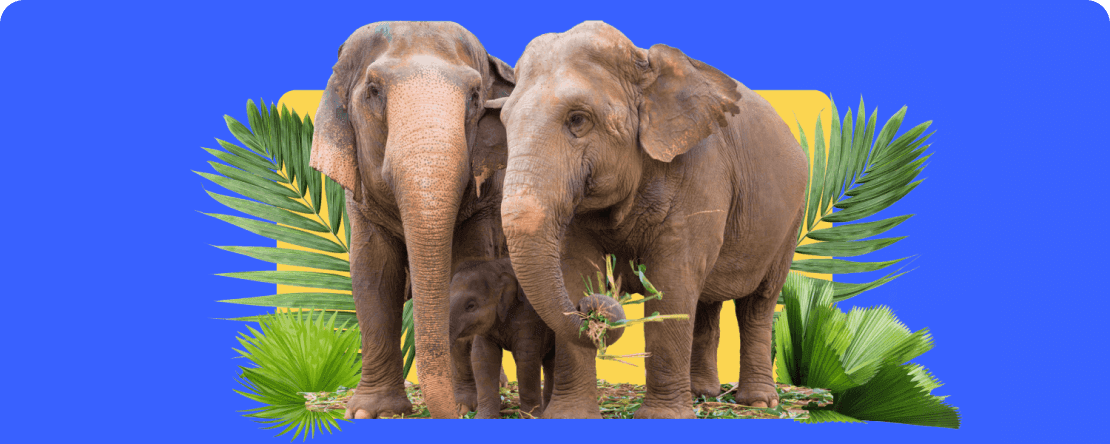 PrimeXBT hace una donación a la Fundación Save Elephant de Tailandia