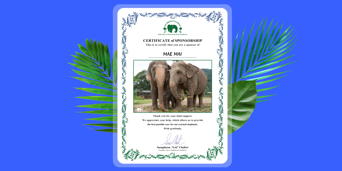 PrimeXBT donates to the Save Elephant Foundation Thailand - Local sponsorships charities Thailand Save Elephant Foundation  1200x600 28 08 2024 05